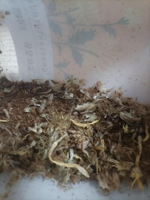 菊花里面的小黑虫是什么，怎么去除，菊花里的小黑点是否虫子？-第5张图片-优品飞百科