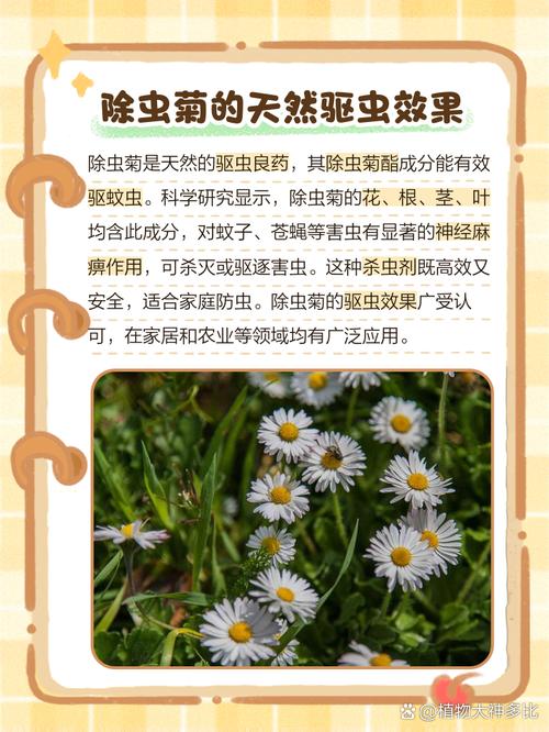 菊花里面的小黑虫是什么，怎么去除，菊花里的小黑点是否虫子？-第6张图片-优品飞百科