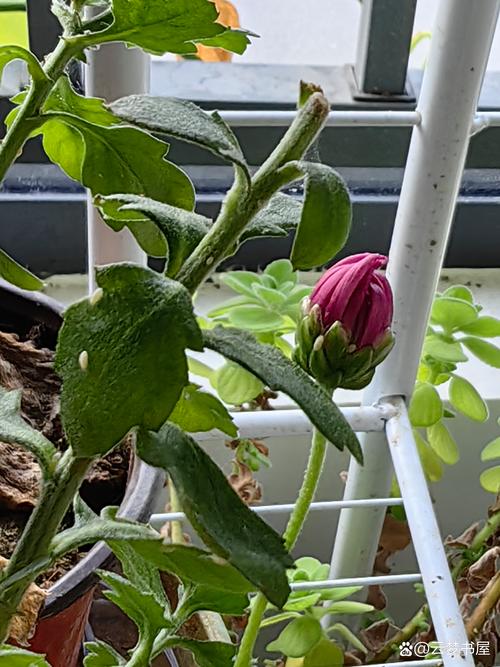菊花里面的小黑虫是什么，怎么去除，菊花里的小黑点是否虫子？-第7张图片-优品飞百科