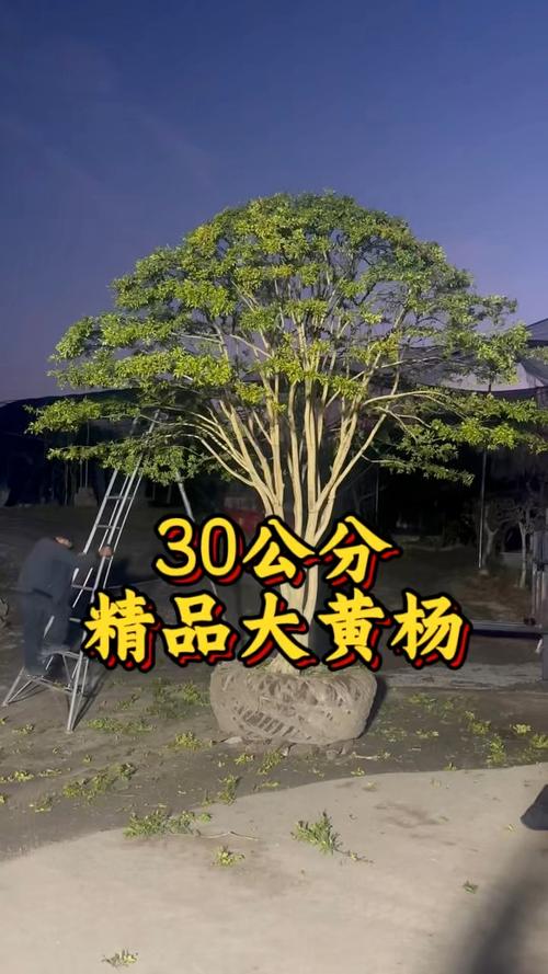 黄杨的品种有哪些，黄杨有那些品种