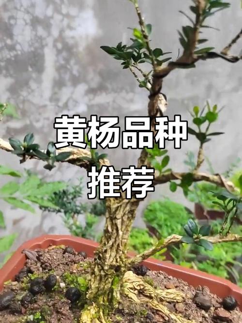 黄杨的品种有哪些，黄杨有那些品种-第3张图片-优品飞百科