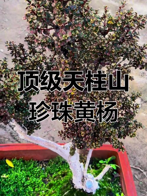 黄杨的品种有哪些，黄杨有那些品种-第4张图片-优品飞百科