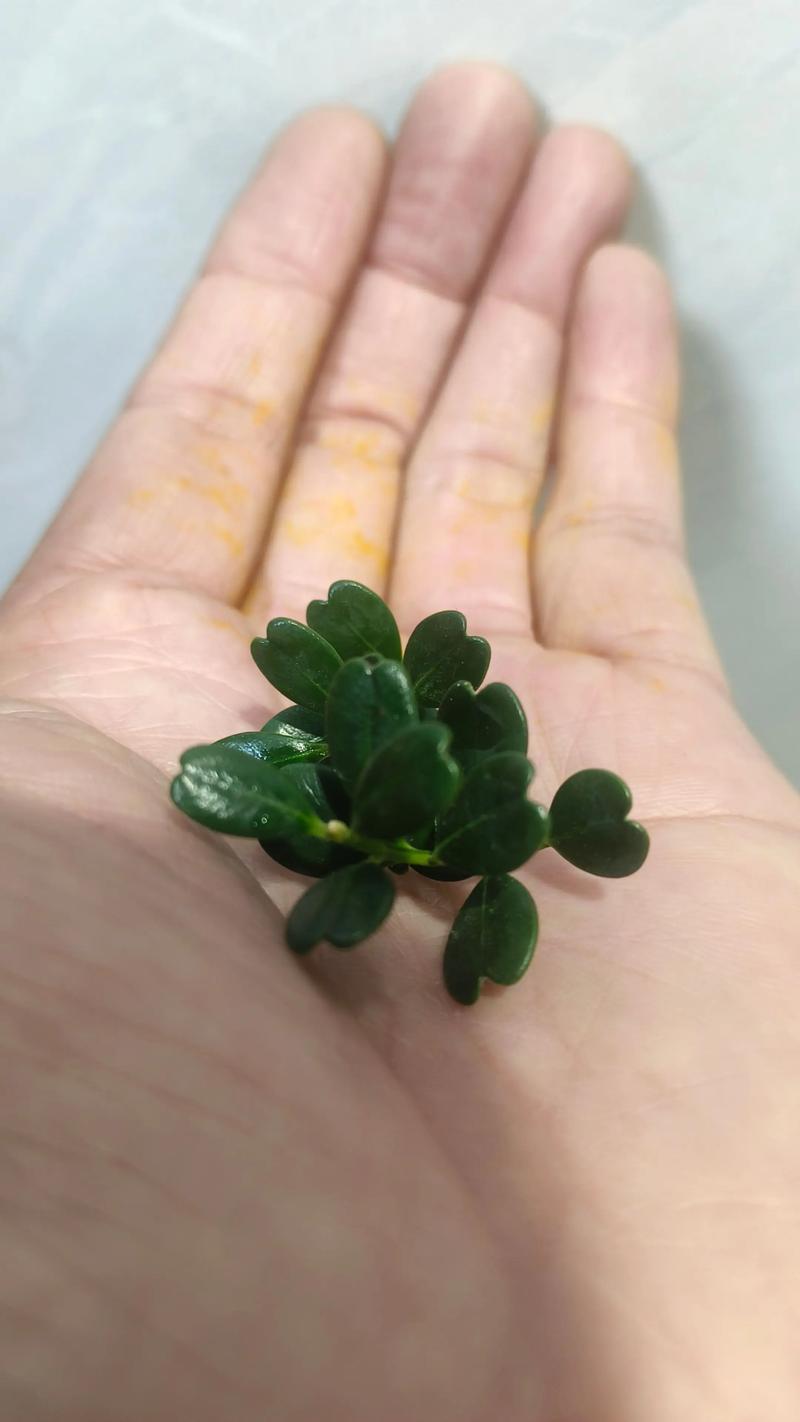 黄杨的品种有哪些，黄杨有那些品种-第5张图片-优品飞百科