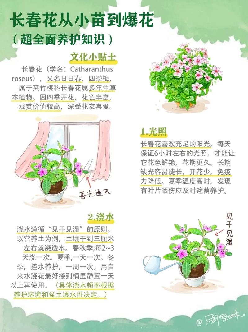 长春花可以在室内养吗，长春花不进宅的原因？
