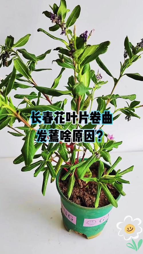 长春花可以在室内养吗，长春花不进宅的原因？-第2张图片-优品飞百科