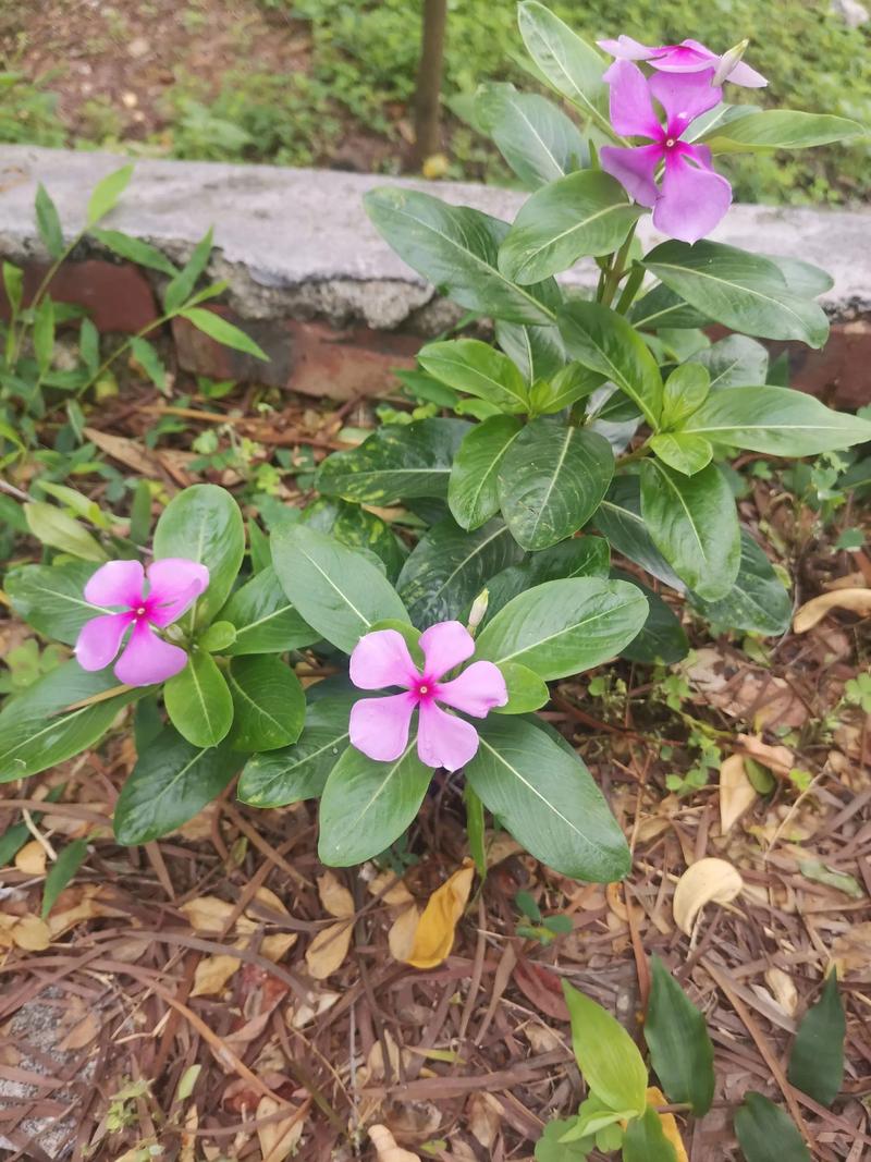 长春花可以在室内养吗，长春花不进宅的原因？-第3张图片-优品飞百科