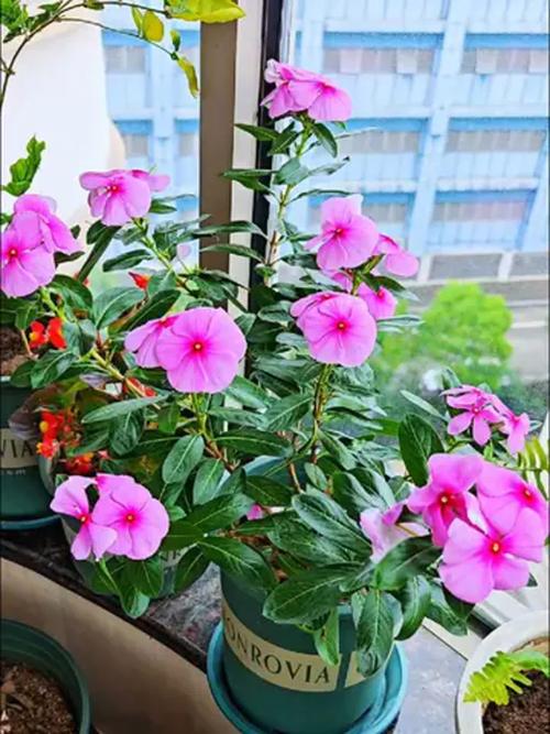 长春花可以在室内养吗，长春花不进宅的原因？-第4张图片-优品飞百科