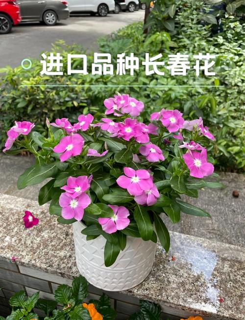 长春花可以在室内养吗，长春花不进宅的原因？-第5张图片-优品飞百科