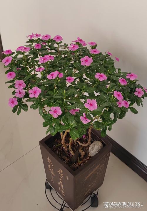 长春花可以在室内养吗，长春花不进宅的原因？-第6张图片-优品飞百科