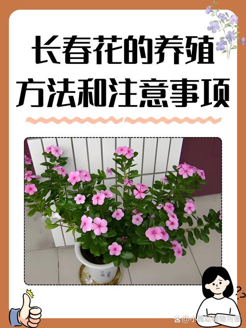 长春花可以在室内养吗，长春花不进宅的原因？-第7张图片-优品飞百科