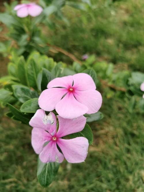 长春花可以在室内养吗，长春花不进宅的原因？-第8张图片-优品飞百科