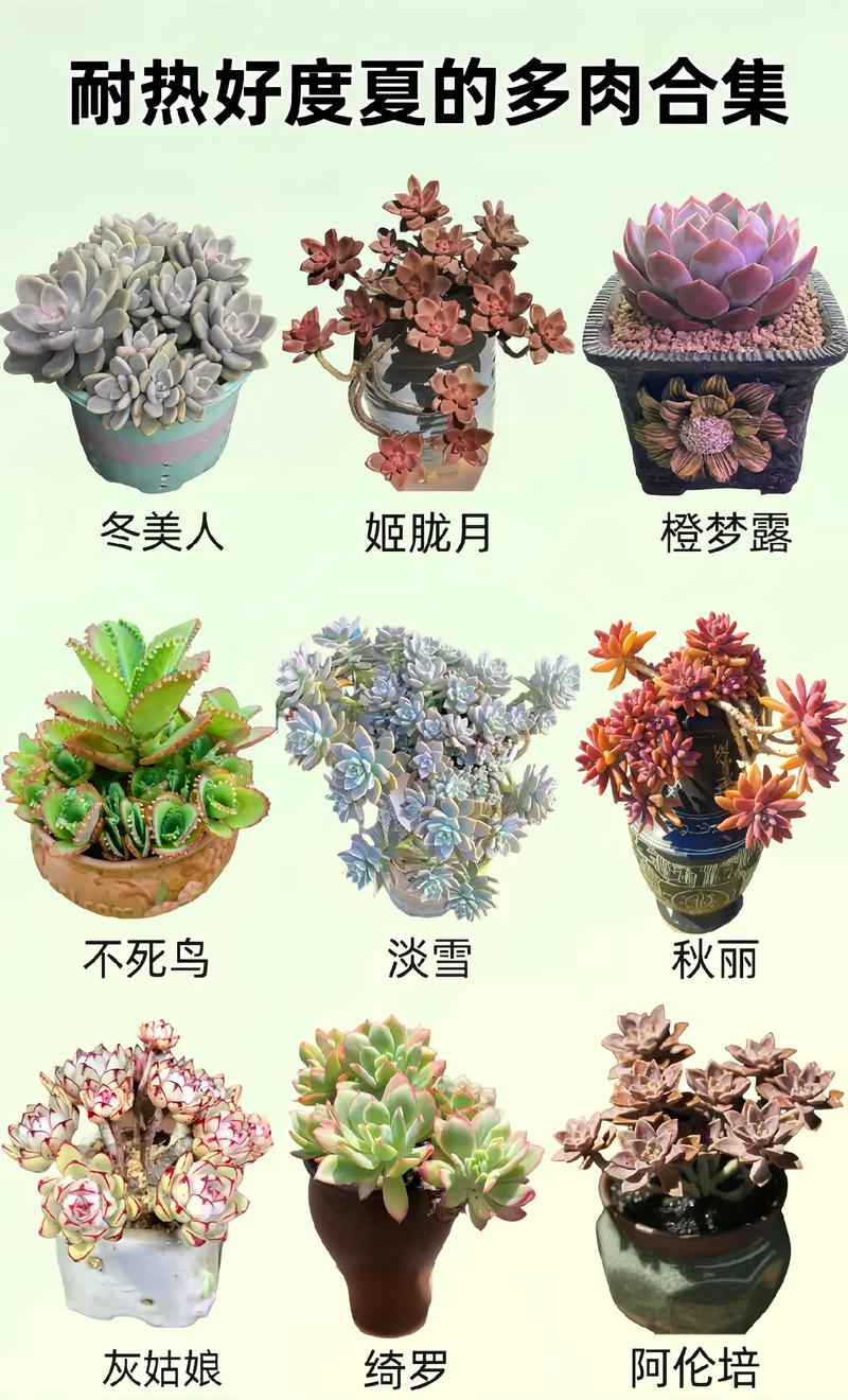 这6种多肉，肉嘟嘟的超可爱，家里有小孩的必养！，多肉植物好可爱-第5张图片-优品飞百科
