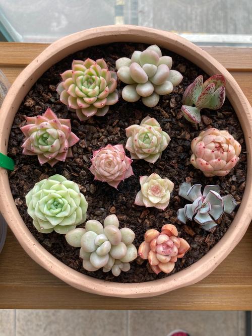 这6种多肉，肉嘟嘟的超可爱，家里有小孩的必养！，多肉植物好可爱-第6张图片-优品飞百科