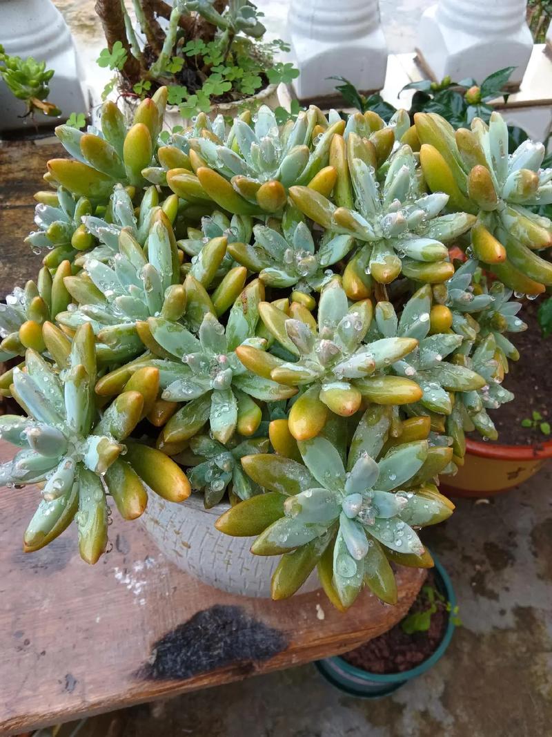 这6种多肉，肉嘟嘟的超可爱，家里有小孩的必养！，多肉植物好可爱-第7张图片-优品飞百科