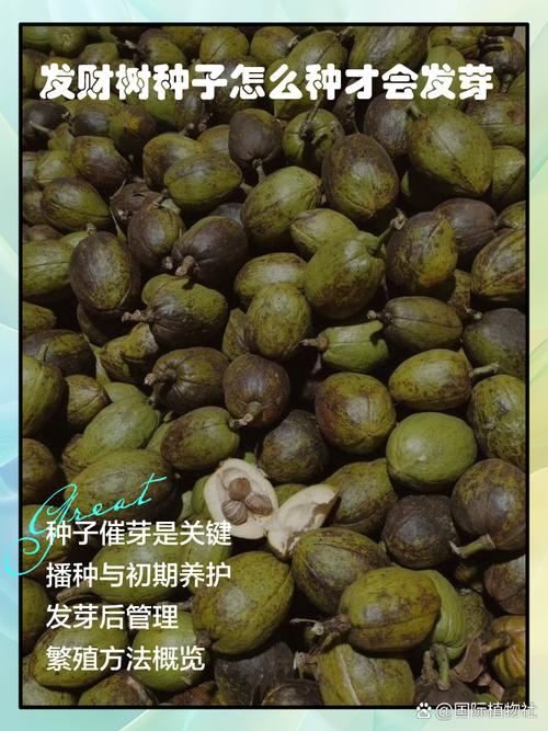 发财树的繁殖方法，发财树的繁殖方法视频教程