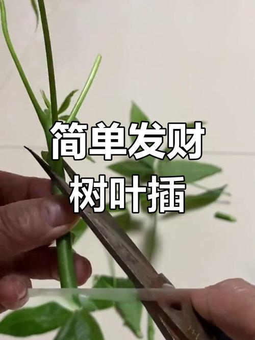 发财树的繁殖方法，发财树的繁殖方法视频教程-第2张图片-优品飞百科