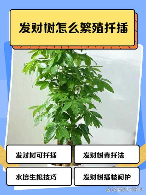 发财树的繁殖方法，发财树的繁殖方法视频教程-第3张图片-优品飞百科