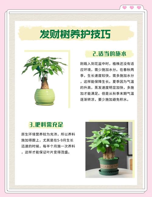 发财树的繁殖方法，发财树的繁殖方法视频教程-第4张图片-优品飞百科