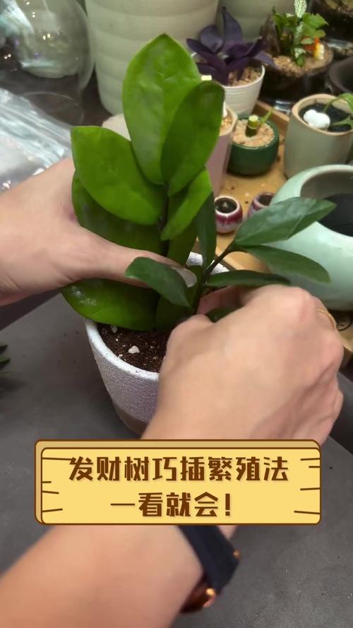发财树的繁殖方法，发财树的繁殖方法视频教程-第5张图片-优品飞百科