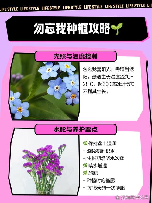 勿忘我秋天怎么养，勿忘我怎么育苗？-第2张图片-优品飞百科