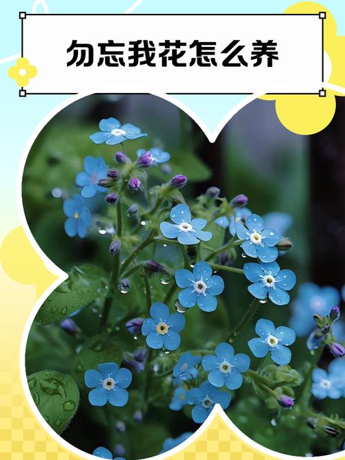 勿忘我秋天怎么养，勿忘我怎么育苗？-第3张图片-优品飞百科