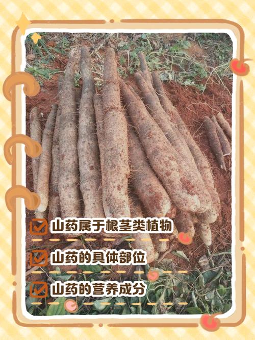 山药是根还是茎?山药是根还是茎还是叶?-第2张图片-优品飞百科 山药是根还是茎?山药是根还是茎还是叶?-第2张图片-优品飞百科