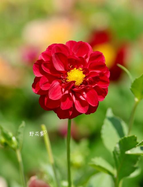 小丽花的病虫害及其防治，小丽花的病虫害及其防治视频？