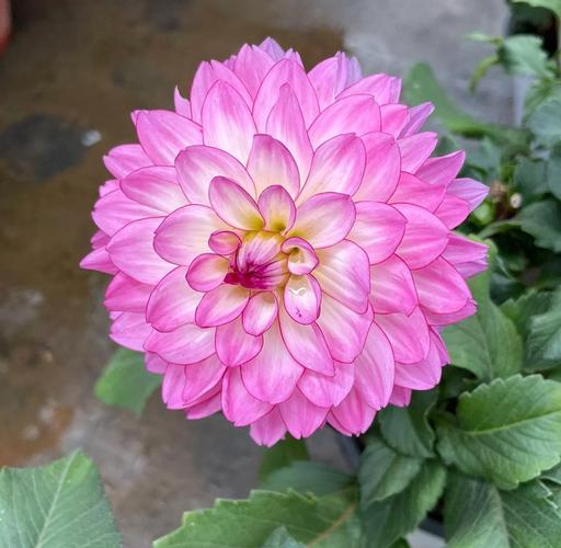 小丽花的病虫害及其防治，小丽花的病虫害及其防治视频？-第4张图片-优品飞百科