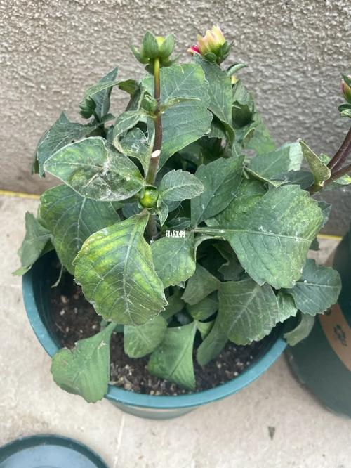 小丽花的病虫害及其防治，小丽花的病虫害及其防治视频？-第5张图片-优品飞百科