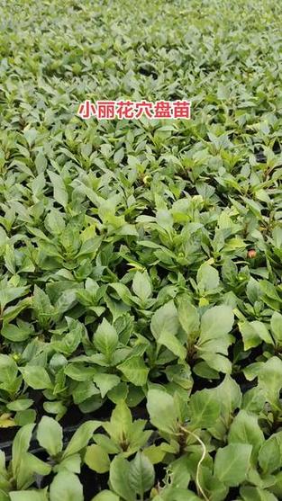 小丽花的病虫害及其防治，小丽花的病虫害及其防治视频？-第7张图片-优品飞百科