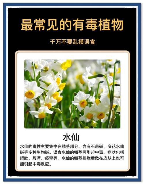 熊童子有毒吗，熊童子能吃吗？-第3张图片-优品飞百科