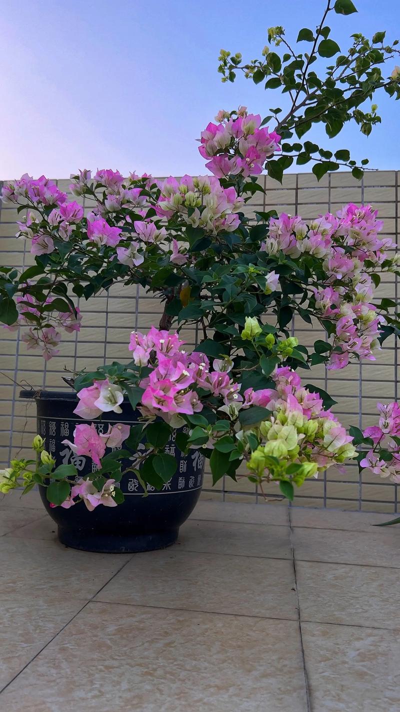 “三角梅”不开花的简单介绍