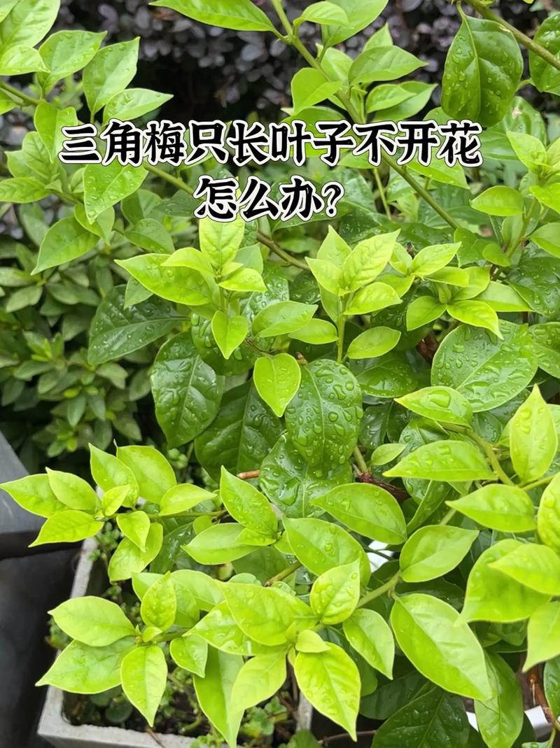 “三角梅”不开花的简单介绍-第2张图片-优品飞百科