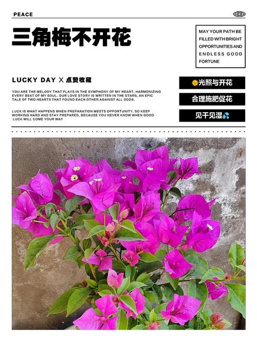 “三角梅”不开花的简单介绍-第3张图片-优品飞百科