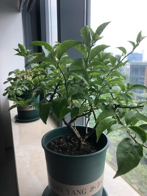 “三角梅”不开花的简单介绍-第4张图片-优品飞百科