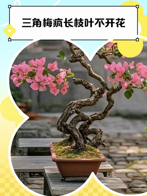 “三角梅”不开花的简单介绍-第6张图片-优品飞百科