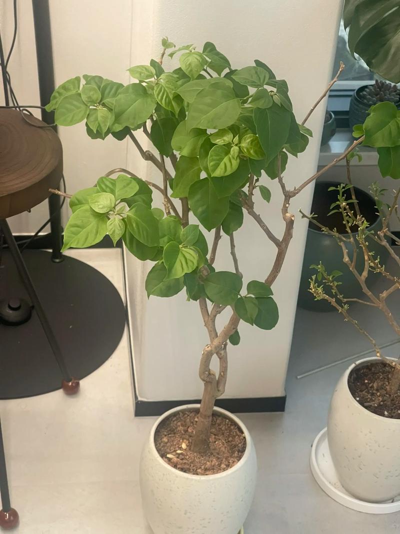 “三角梅”不开花的简单介绍-第7张图片-优品飞百科