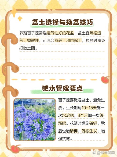 百子莲的养殖方法和注意事项？百子莲的养殖方法和注意事项有哪些？-第2张图片-优品飞百科