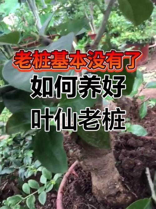 叶仙人掌的繁殖方法，叶仙人掌几年开花？-第2张图片-优品飞百科