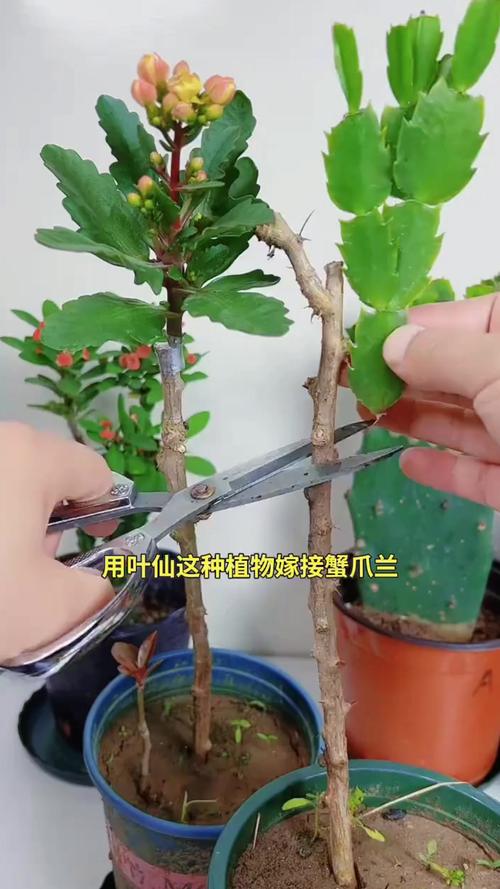叶仙人掌的繁殖方法，叶仙人掌几年开花？-第5张图片-优品飞百科
