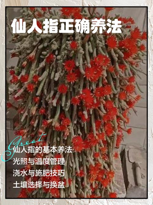 叶仙人掌的繁殖方法，叶仙人掌几年开花？-第6张图片-优品飞百科