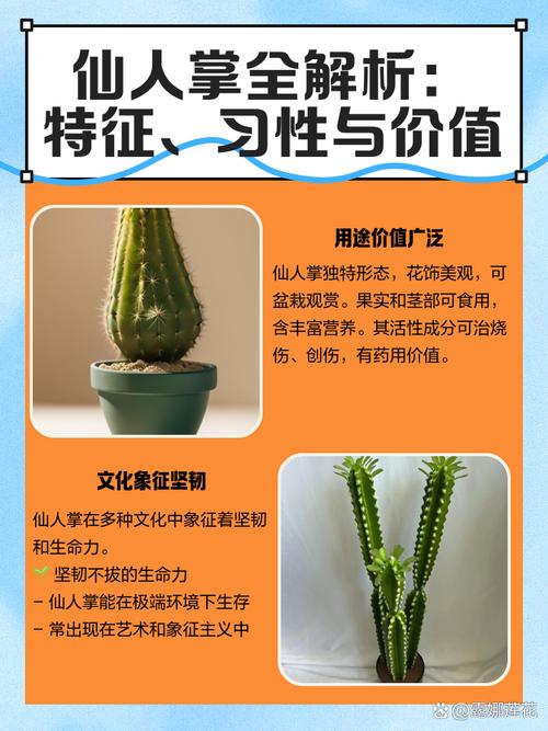 叶仙人掌的繁殖方法，叶仙人掌几年开花？-第7张图片-优品飞百科