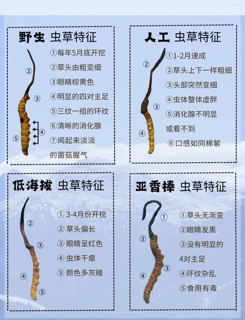 冬虫夏草怎么吃比较好(吃法及用量)?冬虫夏草怎么吃效果好??-第6张图片-优品飞百科 冬虫夏草怎么吃比较好(吃法及用量)?冬虫夏草怎么吃效果好??-第6张图片-优品飞百科
