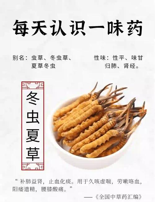 冬虫夏草怎么吃比较好(吃法及用量)?冬虫夏草怎么吃效果好??-第8张图片-优品飞百科 冬虫夏草怎么吃比较好(吃法及用量)?冬虫夏草怎么吃效果好??-第8张图片-优品飞百科