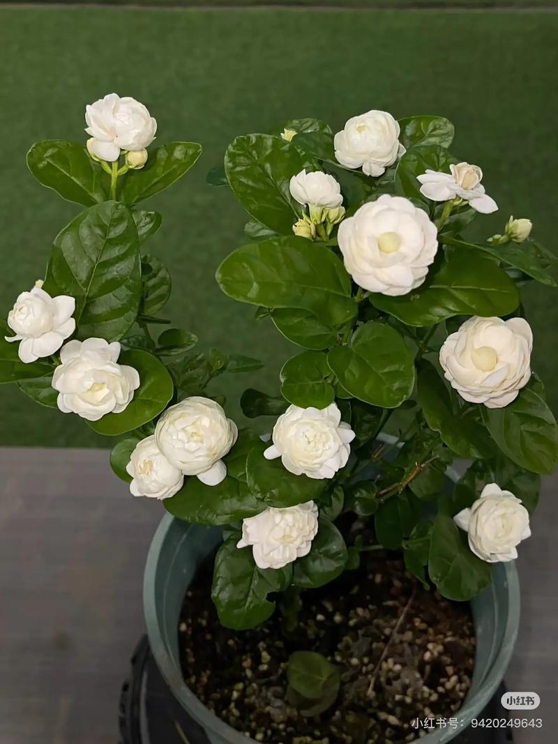 茉莉花开花前怎么养护？茉莉花开花前怎么养护和管理？