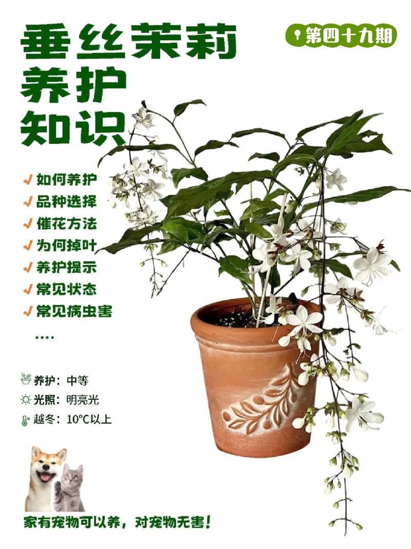 茉莉花开花前怎么养护？茉莉花开花前怎么养护和管理？-第3张图片-优品飞百科