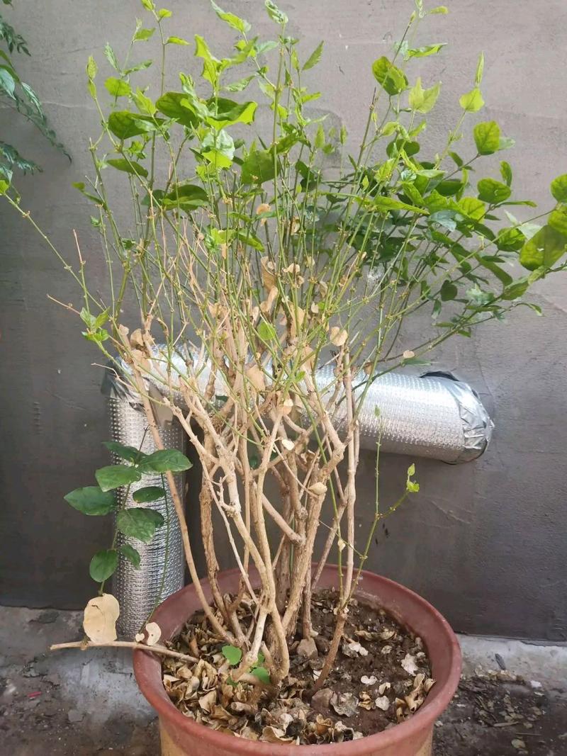 茉莉花开花前怎么养护？茉莉花开花前怎么养护和管理？-第5张图片-优品飞百科