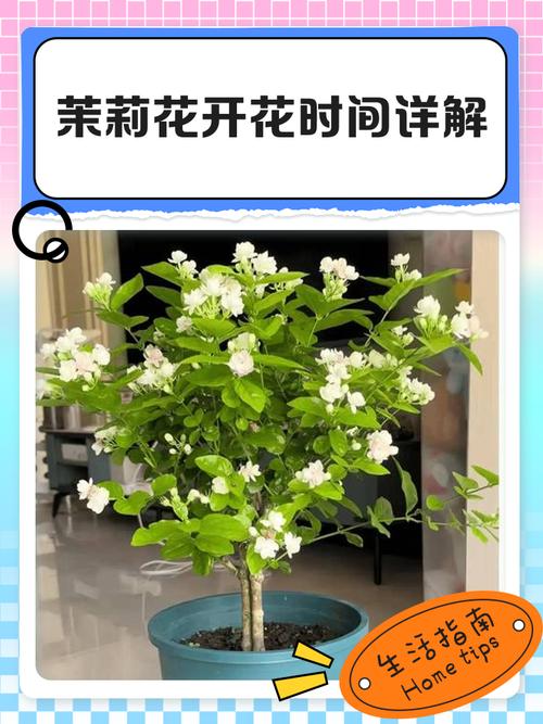 茉莉花开花前怎么养护？茉莉花开花前怎么养护和管理？-第6张图片-优品飞百科