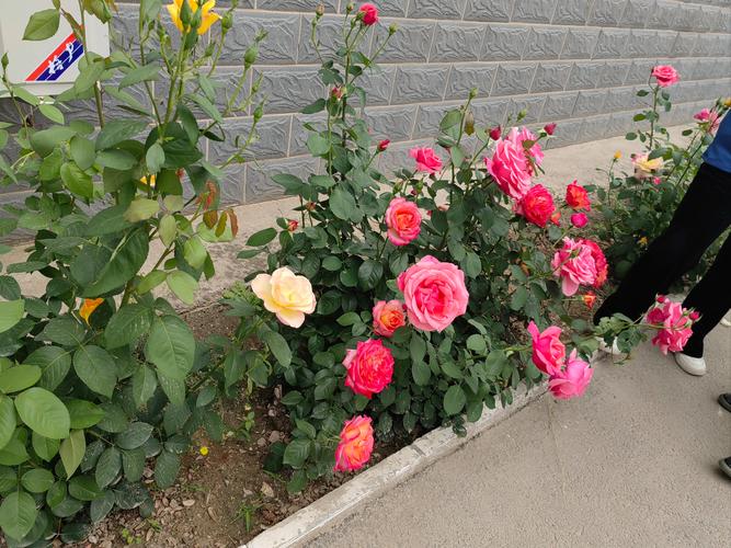 月季花是春天开的吗？月季花是春天开的吗还是夏天？