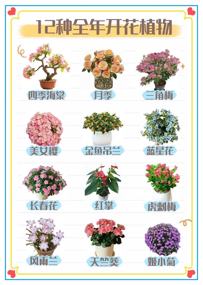 月季花是春天开的吗？月季花是春天开的吗还是夏天？-第2张图片-优品飞百科